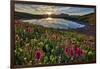 Sunrise over Alpine wildflowers, San Juan National Forest, Colorado, United States of America, Nort-James Hager-Framed Photographic Print