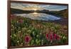 Sunrise over Alpine wildflowers, San Juan National Forest, Colorado, United States of America, Nort-James Hager-Framed Photographic Print