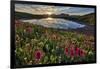 Sunrise over Alpine wildflowers, San Juan National Forest, Colorado, United States of America, Nort-James Hager-Framed Photographic Print