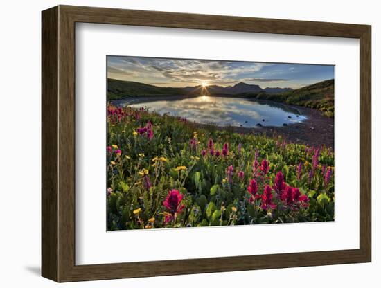 Sunrise over Alpine wildflowers, San Juan National Forest, Colorado, United States of America, Nort-James Hager-Framed Photographic Print