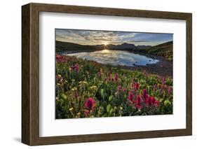 Sunrise over Alpine wildflowers, San Juan National Forest, Colorado, United States of America, Nort-James Hager-Framed Photographic Print