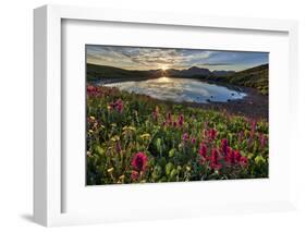 Sunrise over Alpine wildflowers, San Juan National Forest, Colorado, United States of America, Nort-James Hager-Framed Photographic Print