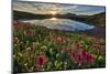 Sunrise over Alpine wildflowers, San Juan National Forest, Colorado, United States of America, Nort-James Hager-Mounted Photographic Print