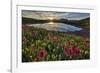 Sunrise over Alpine wildflowers, San Juan National Forest, Colorado, United States of America, Nort-James Hager-Framed Photographic Print