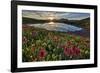 Sunrise over Alpine wildflowers, San Juan National Forest, Colorado, United States of America, Nort-James Hager-Framed Photographic Print