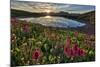 Sunrise over Alpine wildflowers, San Juan National Forest, Colorado, United States of America, Nort-James Hager-Mounted Photographic Print