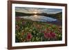 Sunrise over Alpine wildflowers, San Juan National Forest, Colorado, United States of America, Nort-James Hager-Framed Photographic Print