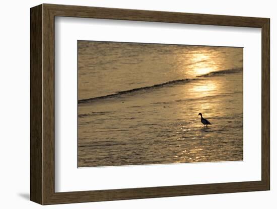 Sunrise over Coastal Mudflats with Shelduck Feeding, Campfield Marsh, Solway Firth, Cumbria, UK-Peter Cairns-Framed Photographic Print