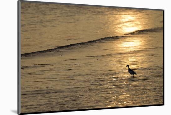 Sunrise over Coastal Mudflats with Shelduck Feeding, Campfield Marsh, Solway Firth, Cumbria, UK-Peter Cairns-Mounted Photographic Print