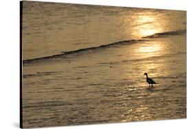 Sunrise over Coastal Mudflats with Shelduck Feeding, Campfield Marsh, Solway Firth, Cumbria, UK-Peter Cairns-Stretched Canvas