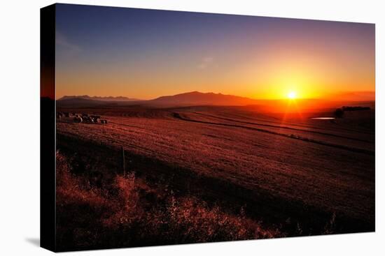 Sunrise over Cultivated Farmland (Cape Province - South Africa)-Johan Swanepoel-Stretched Canvas