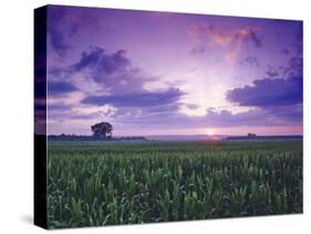 Sunrise over Field Corn, Hermann, Missouri, USA-Chuck Haney-Stretched Canvas