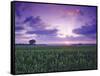 Sunrise over Field Corn, Hermann, Missouri, USA-Chuck Haney-Framed Stretched Canvas