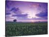 Sunrise over Field Corn, Hermann, Missouri, USA-Chuck Haney-Stretched Canvas