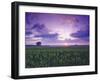 Sunrise over Field Corn, Hermann, Missouri, USA-Chuck Haney-Framed Premium Photographic Print