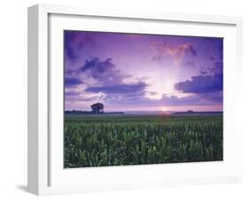 Sunrise over Field Corn, Hermann, Missouri, USA-Chuck Haney-Framed Premium Photographic Print