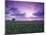 Sunrise over Field Corn, Hermann, Missouri, USA-Chuck Haney-Mounted Premium Photographic Print