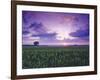 Sunrise over Field Corn, Hermann, Missouri, USA-Chuck Haney-Framed Photographic Print