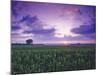 Sunrise over Field Corn, Hermann, Missouri, USA-Chuck Haney-Mounted Photographic Print