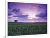 Sunrise over Field Corn, Hermann, Missouri, USA-Chuck Haney-Framed Photographic Print