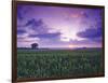 Sunrise over Field Corn, Hermann, Missouri, USA-Chuck Haney-Framed Photographic Print