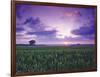 Sunrise over Field Corn, Hermann, Missouri, USA-Chuck Haney-Framed Photographic Print