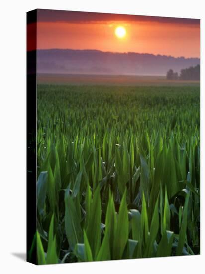 Sunrise over Field Corn, Hermann, Missouri, USA-Chuck Haney-Stretched Canvas