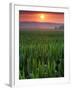 Sunrise over Field Corn, Hermann, Missouri, USA-Chuck Haney-Framed Premium Photographic Print