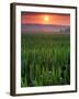 Sunrise over Field Corn, Hermann, Missouri, USA-Chuck Haney-Framed Premium Photographic Print