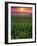 Sunrise over Field Corn, Hermann, Missouri, USA-Chuck Haney-Framed Photographic Print