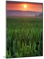 Sunrise over Field Corn, Hermann, Missouri, USA-Chuck Haney-Mounted Photographic Print