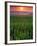 Sunrise over Field Corn, Hermann, Missouri, USA-Chuck Haney-Framed Photographic Print