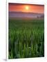 Sunrise over Field Corn, Hermann, Missouri, USA-Chuck Haney-Framed Photographic Print