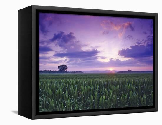 Sunrise over Field Corn, Hermann, Missouri, USA-Chuck Haney-Framed Stretched Canvas