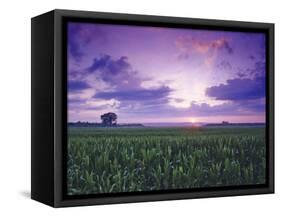 Sunrise over Field Corn, Hermann, Missouri, USA-Chuck Haney-Framed Stretched Canvas