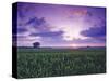 Sunrise over Field Corn, Hermann, Missouri, USA-Chuck Haney-Stretched Canvas