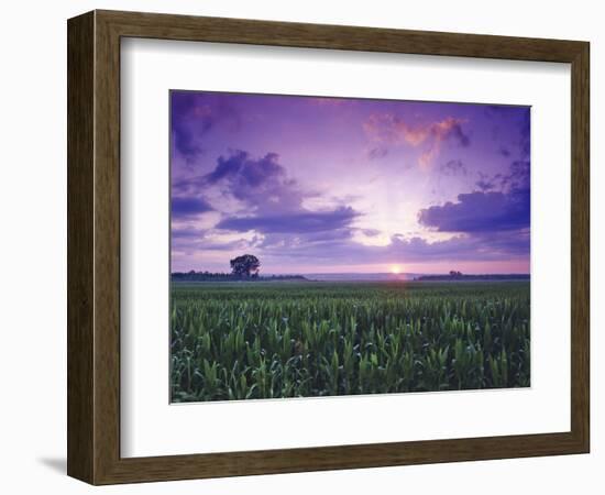 Sunrise over Field Corn, Hermann, Missouri, USA-Chuck Haney-Framed Photographic Print