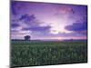 Sunrise over Field Corn, Hermann, Missouri, USA-Chuck Haney-Mounted Photographic Print