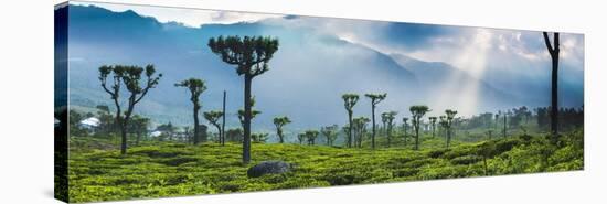 Sunrise over Tea Plantations and Mountains-Matthew Williams-Ellis-Stretched Canvas