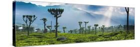 Sunrise over Tea Plantations and Mountains-Matthew Williams-Ellis-Stretched Canvas