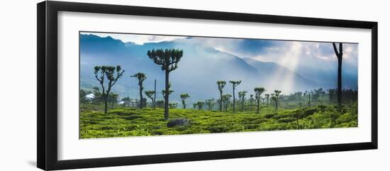 Sunrise over Tea Plantations and Mountains-Matthew Williams-Ellis-Framed Premium Photographic Print