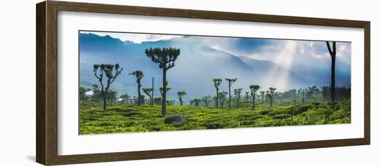 Sunrise over Tea Plantations and Mountains-Matthew Williams-Ellis-Framed Photographic Print