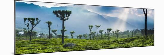 Sunrise over Tea Plantations and Mountains-Matthew Williams-Ellis-Mounted Photographic Print