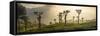 Sunrise over Tea Plantations, Haputale, Sri Lanka Hill Country, Sri Lanka, Asia-Matthew Williams-Ellis-Framed Stretched Canvas