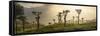 Sunrise over Tea Plantations, Haputale, Sri Lanka Hill Country, Sri Lanka, Asia-Matthew Williams-Ellis-Framed Stretched Canvas