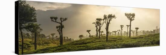 Sunrise over Tea Plantations, Haputale, Sri Lanka Hill Country, Sri Lanka, Asia-Matthew Williams-Ellis-Stretched Canvas