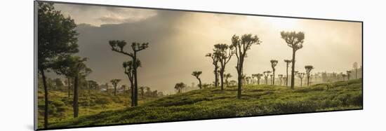 Sunrise over Tea Plantations, Haputale, Sri Lanka Hill Country, Sri Lanka, Asia-Matthew Williams-Ellis-Mounted Photographic Print