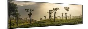 Sunrise over Tea Plantations, Haputale, Sri Lanka Hill Country, Sri Lanka, Asia-Matthew Williams-Ellis-Mounted Photographic Print