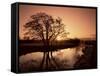 Sunrise Over the River Wey, Send, Surrey, England, United Kingdom-Roy Rainford-Framed Stretched Canvas