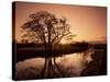 Sunrise Over the River Wey, Send, Surrey, England, United Kingdom-Roy Rainford-Stretched Canvas